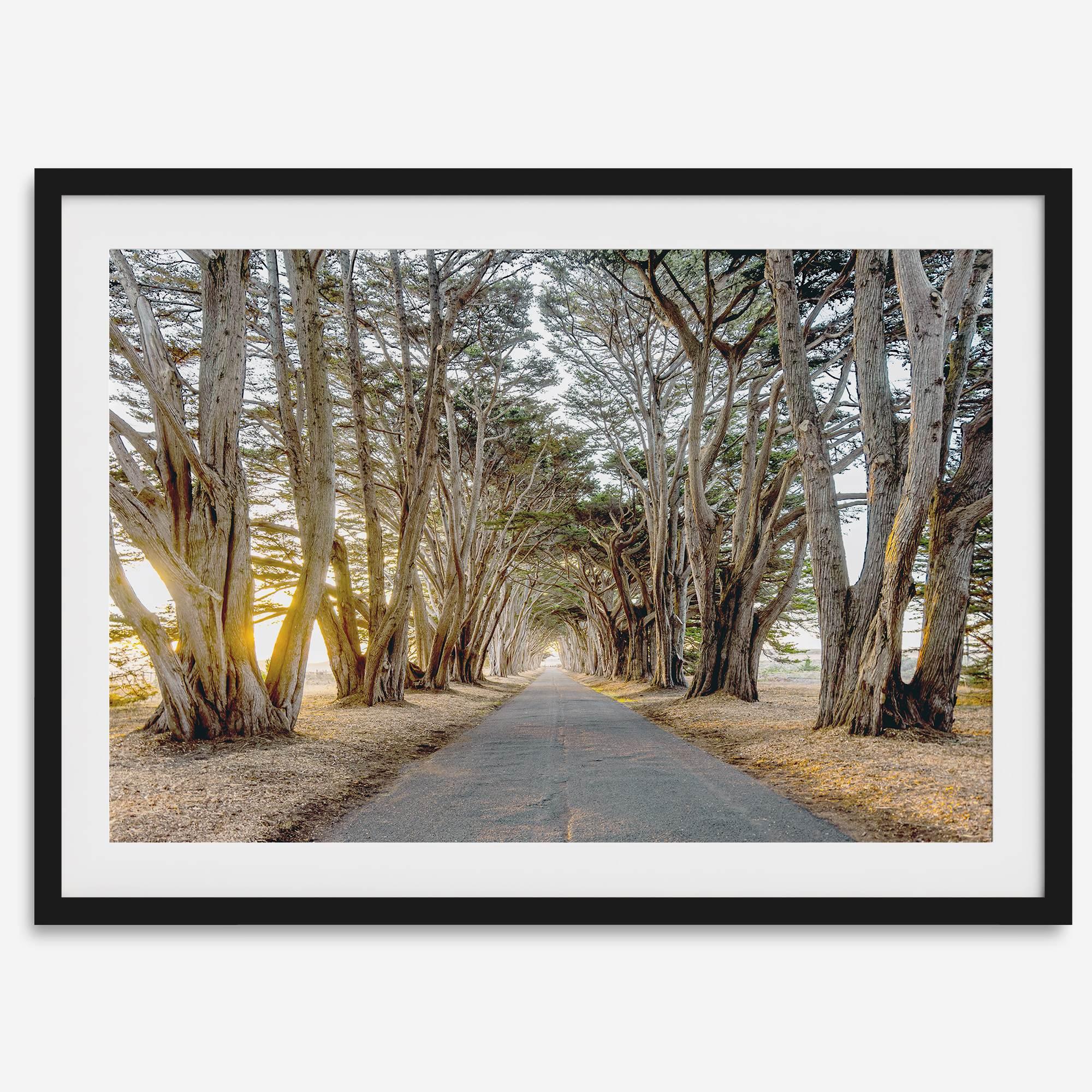 A fine art unframed or framed or unframed coastal print of a breathtaking cypress tree tunnel in Point Reyes, California, near San Francisco.