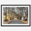 A fine art unframed or framed or unframed coastal print of a breathtaking cypress tree tunnel in Point Reyes, California, near San Francisco.