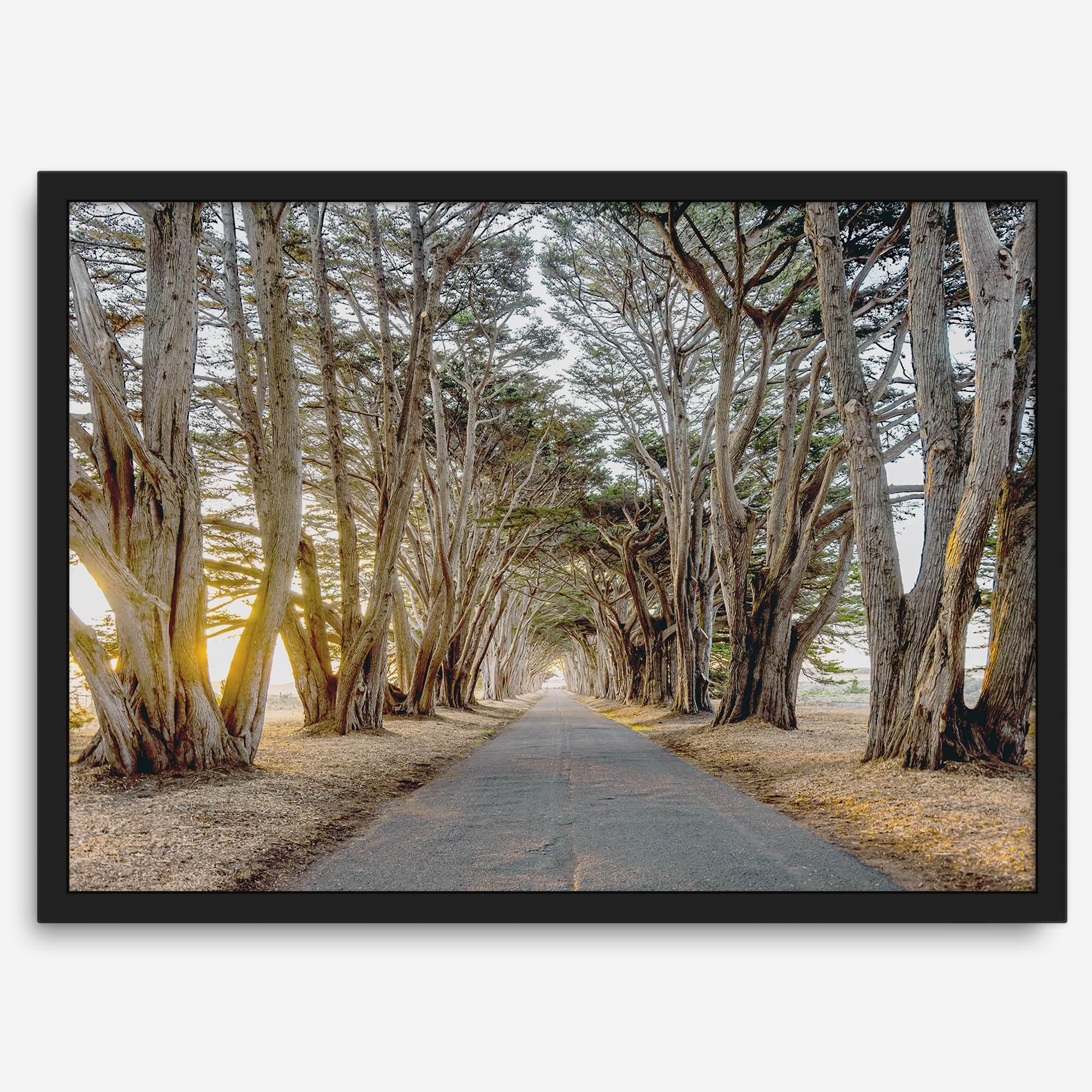 A fine art unframed or framed or unframed coastal print of a breathtaking cypress tree tunnel in Point Reyes, California, near San Francisco.