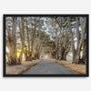 A fine art unframed or framed or unframed coastal print of a breathtaking cypress tree tunnel in Point Reyes, California, near San Francisco.