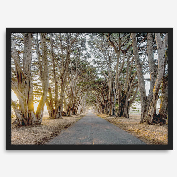 A fine art unframed or framed or unframed coastal print of a breathtaking cypress tree tunnel in Point Reyes, California, near San Francisco.