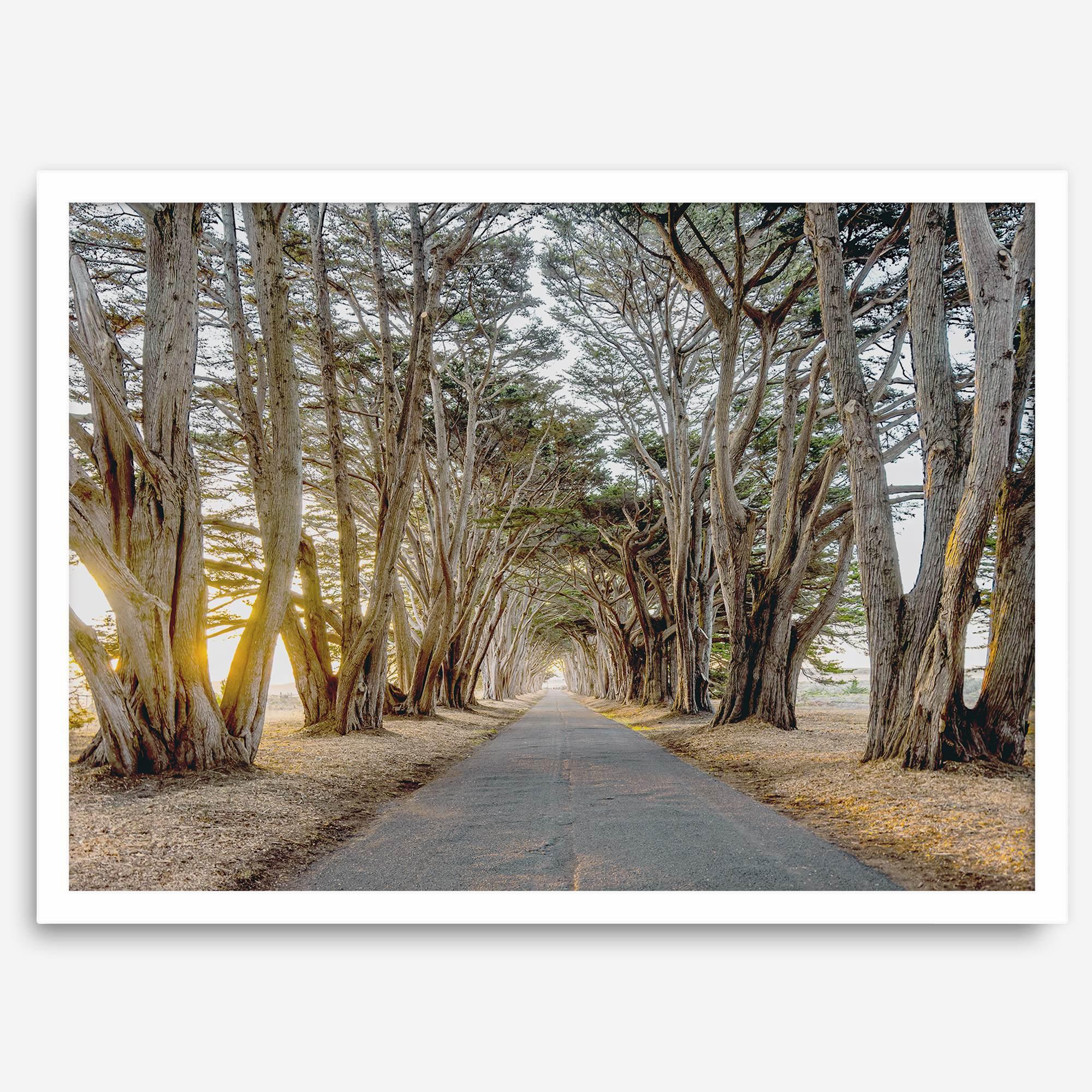A fine art unframed or framed or unframed coastal print of a breathtaking cypress tree tunnel in Point Reyes, California, near San Francisco.