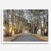 A fine art unframed or framed or unframed coastal print of a breathtaking cypress tree tunnel in Point Reyes, California, near San Francisco.