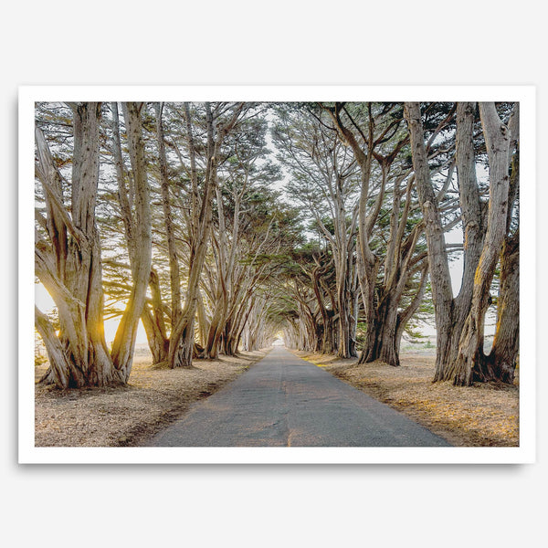 A fine art unframed or framed or unframed coastal print of a breathtaking cypress tree tunnel in Point Reyes, California, near San Francisco.