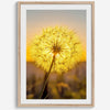 Dandelion wall art featuring a glowing dandelion at sunset, perfect for yellow wall art and floral wall decor.
