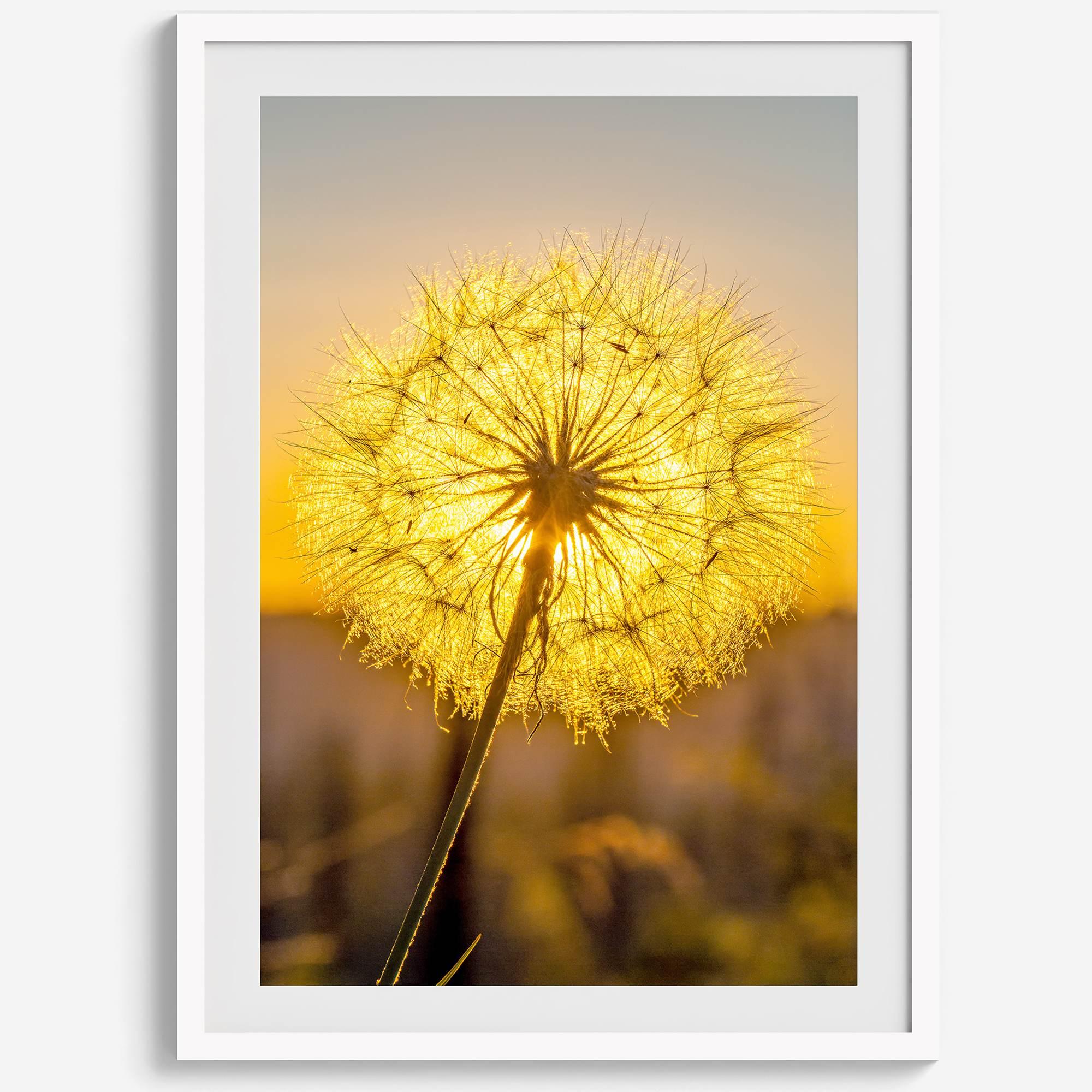 Dandelion wall art featuring a glowing dandelion at sunset, perfect for yellow wall art and floral wall decor.