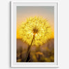 Dandelion wall art featuring a glowing dandelion at sunset, perfect for yellow wall art and floral wall decor.