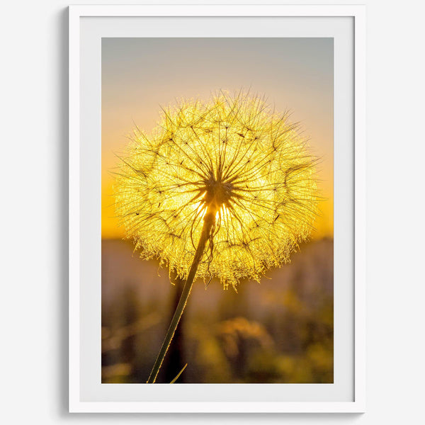 Dandelion wall art featuring a glowing dandelion at sunset, perfect for yellow wall art and floral wall decor.