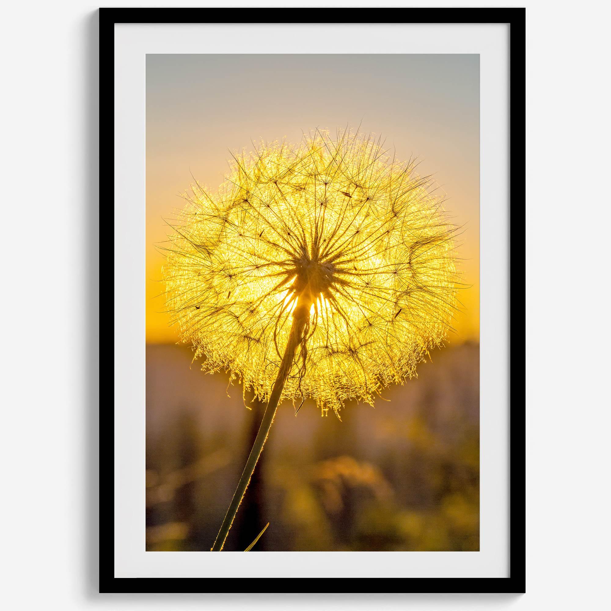 Dandelion wall art featuring a glowing dandelion at sunset, perfect for yellow wall art and floral wall decor.