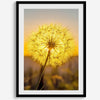 Dandelion wall art featuring a glowing dandelion at sunset, perfect for yellow wall art and floral wall decor.
