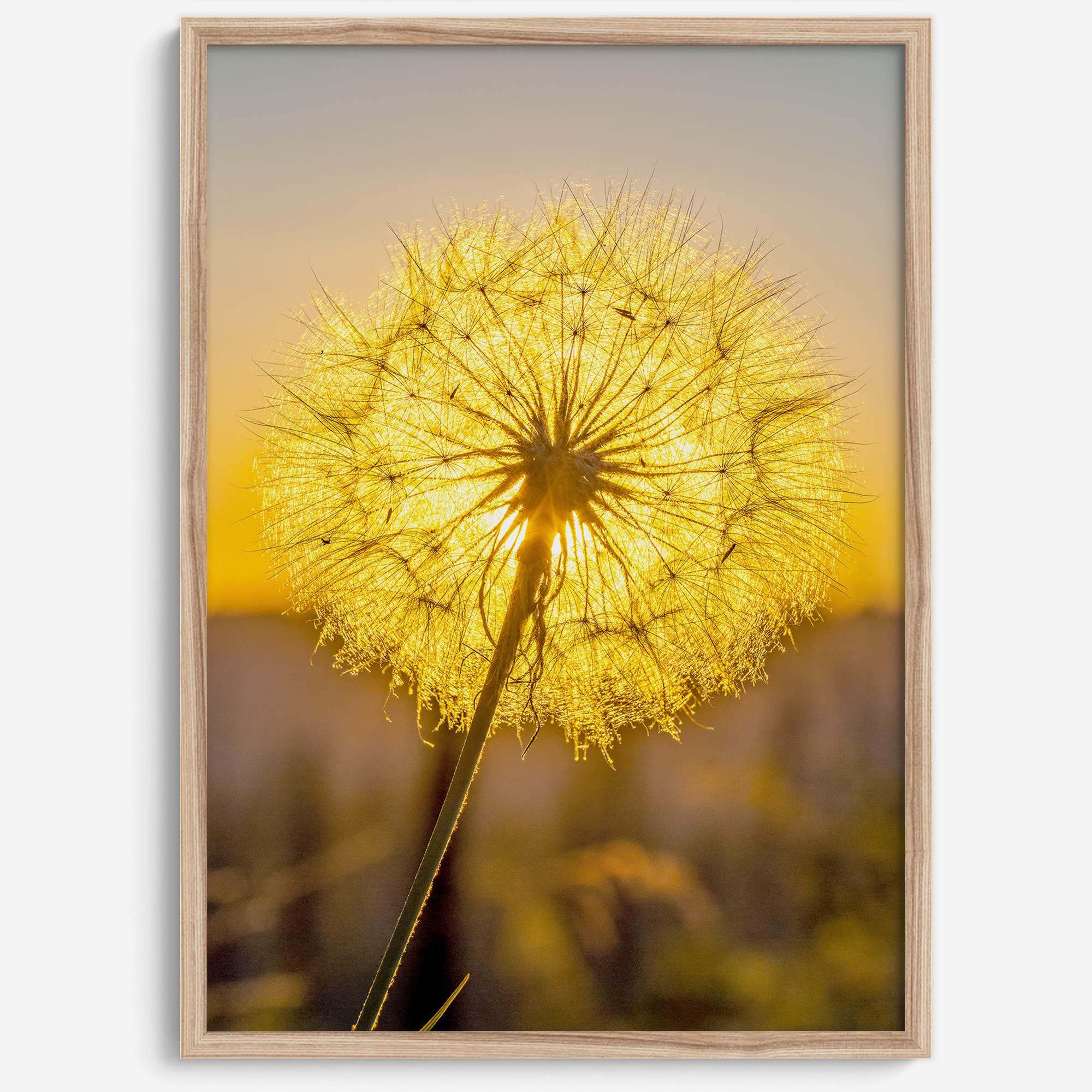 Dandelion wall art featuring a glowing dandelion at sunset, perfect for yellow wall art and floral wall decor.
