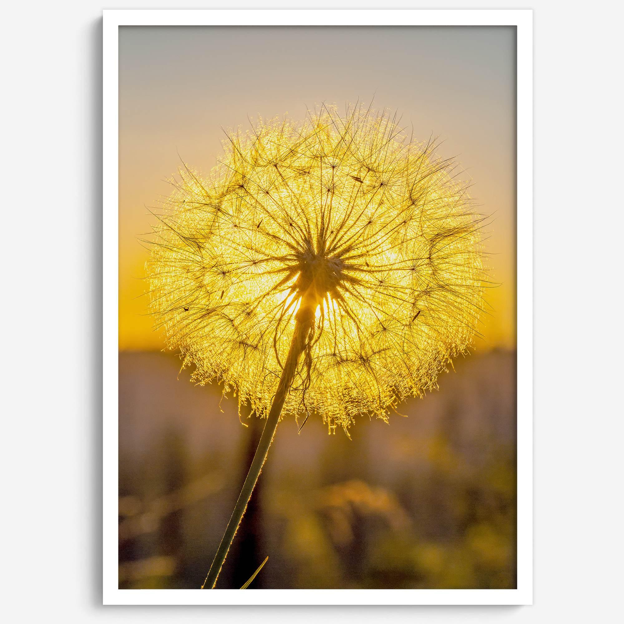 Dandelion wall art featuring a glowing dandelion at sunset, perfect for yellow wall art and floral wall decor.