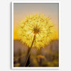 Dandelion wall art featuring a glowing dandelion at sunset, perfect for yellow wall art and floral wall decor.