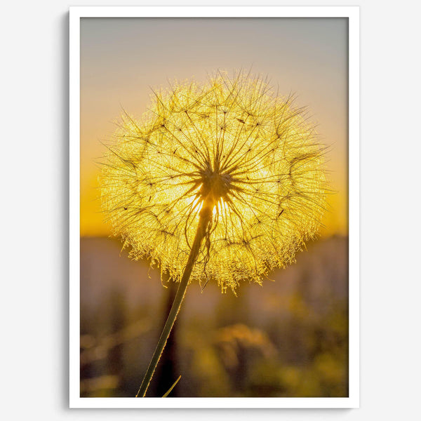 Dandelion wall art featuring a glowing dandelion at sunset, perfect for yellow wall art and floral wall decor.