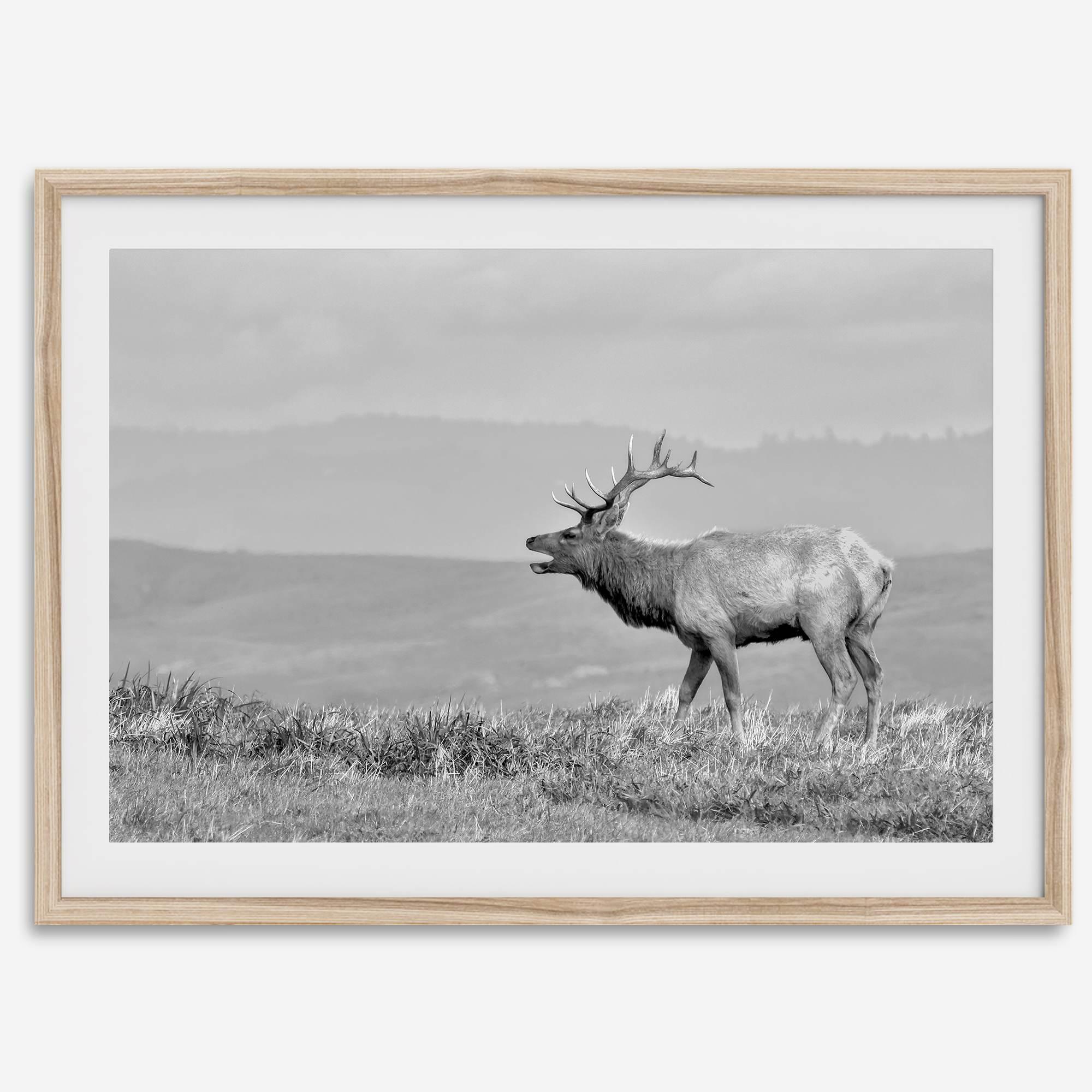 Black and white photo of a majestic elk standing on a hilltop, with rolling hills layered in the background.