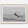 Black and white photo of a majestic elk standing on a hilltop, with rolling hills layered in the background.
