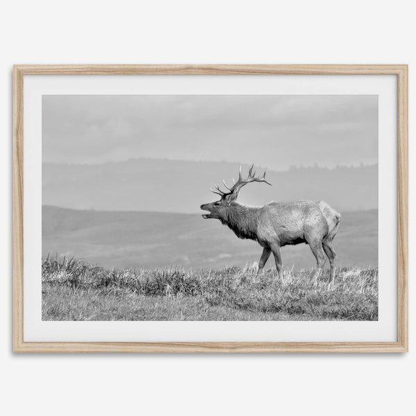 Black and white photo of a majestic elk standing on a hilltop, with rolling hills layered in the background.
