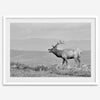 Black and white photo of a majestic elk standing on a hilltop, with rolling hills layered in the background.