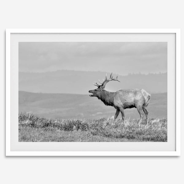 Black and white photo of a majestic elk standing on a hilltop, with rolling hills layered in the background.