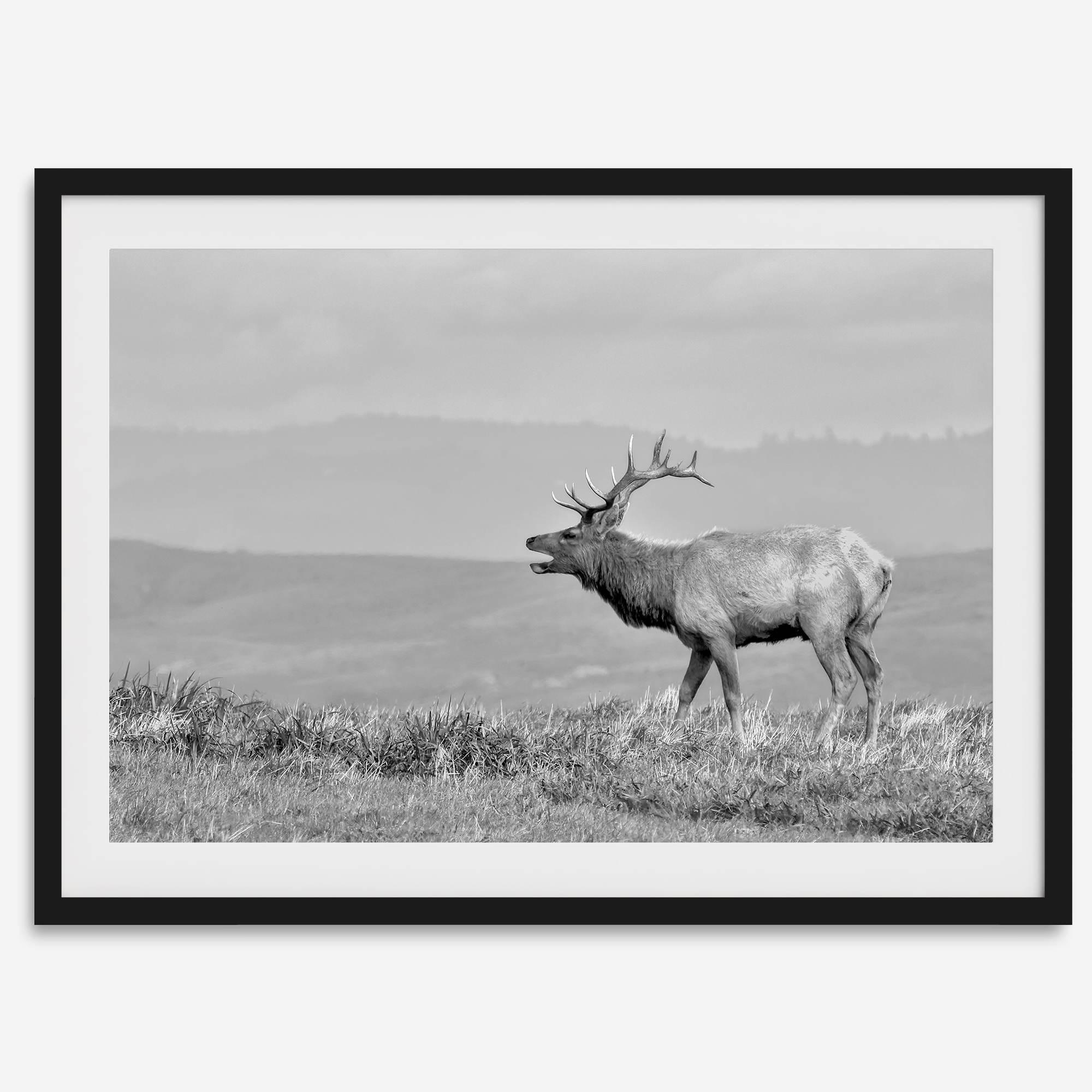 Black and white photo of a majestic elk standing on a hilltop, with rolling hills layered in the background.