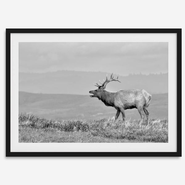 Black and white photo of a majestic elk standing on a hilltop, with rolling hills layered in the background.