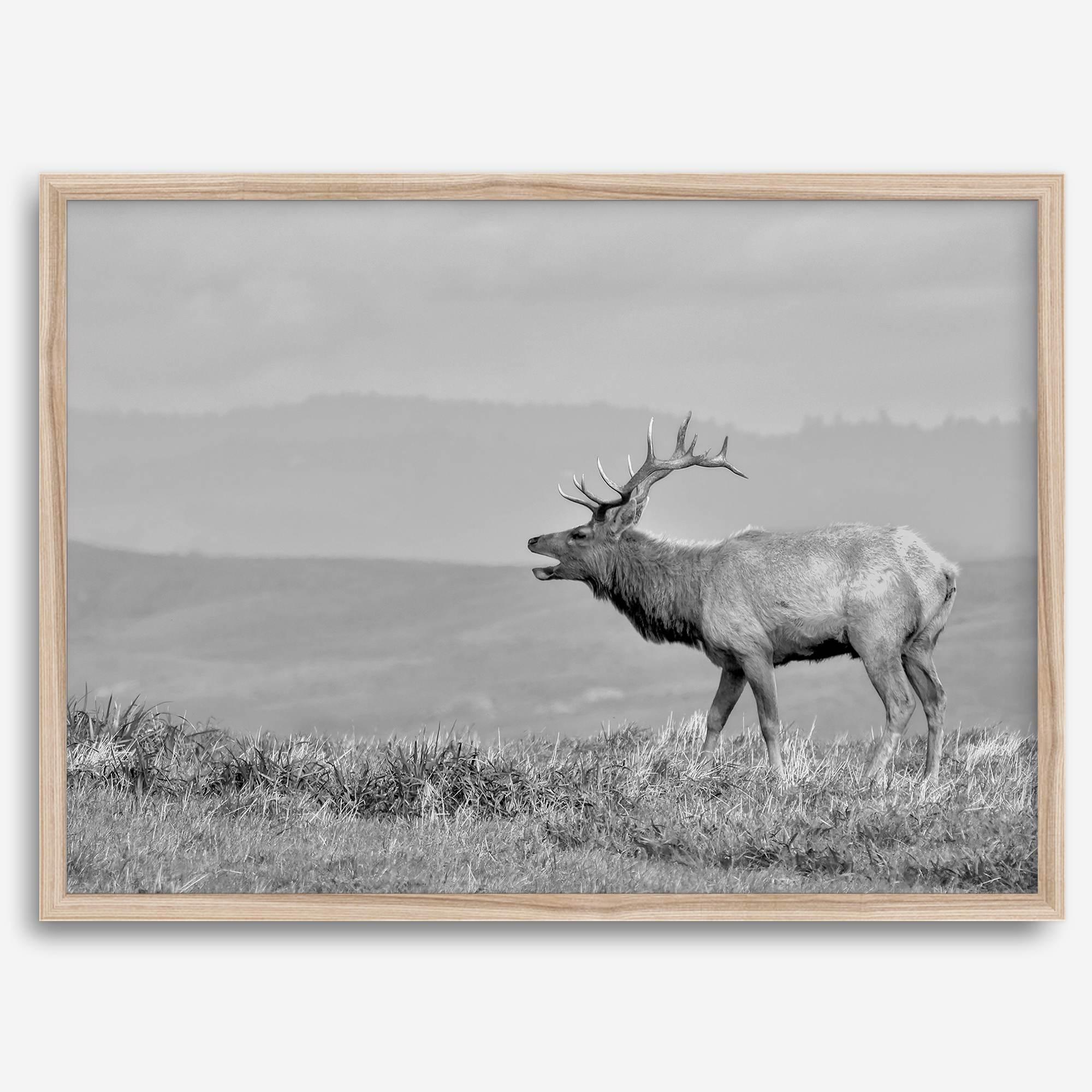 Black and white photo of a majestic elk standing on a hilltop, with rolling hills layered in the background.