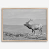 Black and white photo of a majestic elk standing on a hilltop, with rolling hills layered in the background.