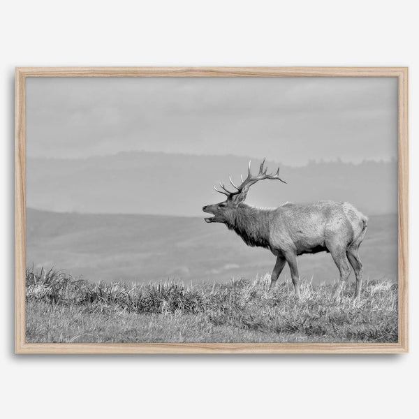 Black and white photo of a majestic elk standing on a hilltop, with rolling hills layered in the background.