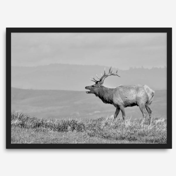 Black and white photo of a majestic elk standing on a hilltop, with rolling hills layered in the background.