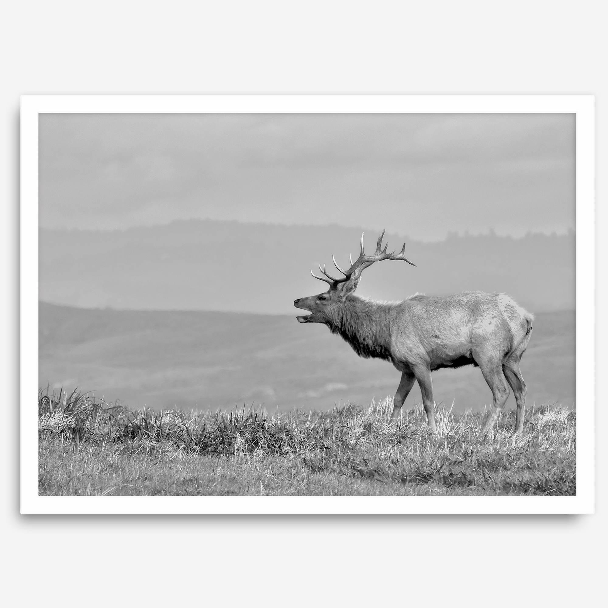 Black and white photo of a majestic elk standing on a hilltop, with rolling hills layered in the background.