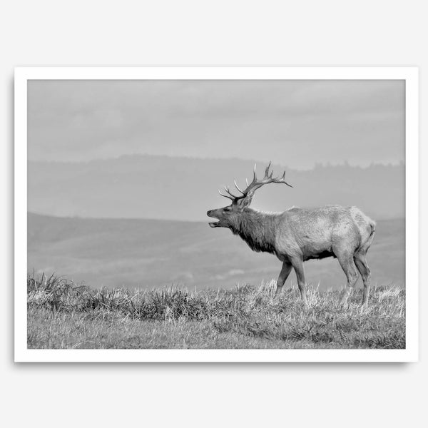 Black and white photo of a majestic elk standing on a hilltop, with rolling hills layered in the background.
