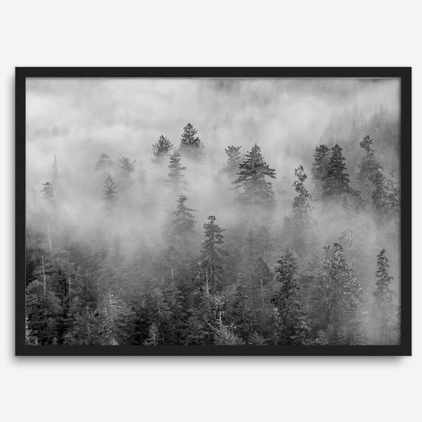 Monochrome foggy forest scene with tall pine trees fading into mist.