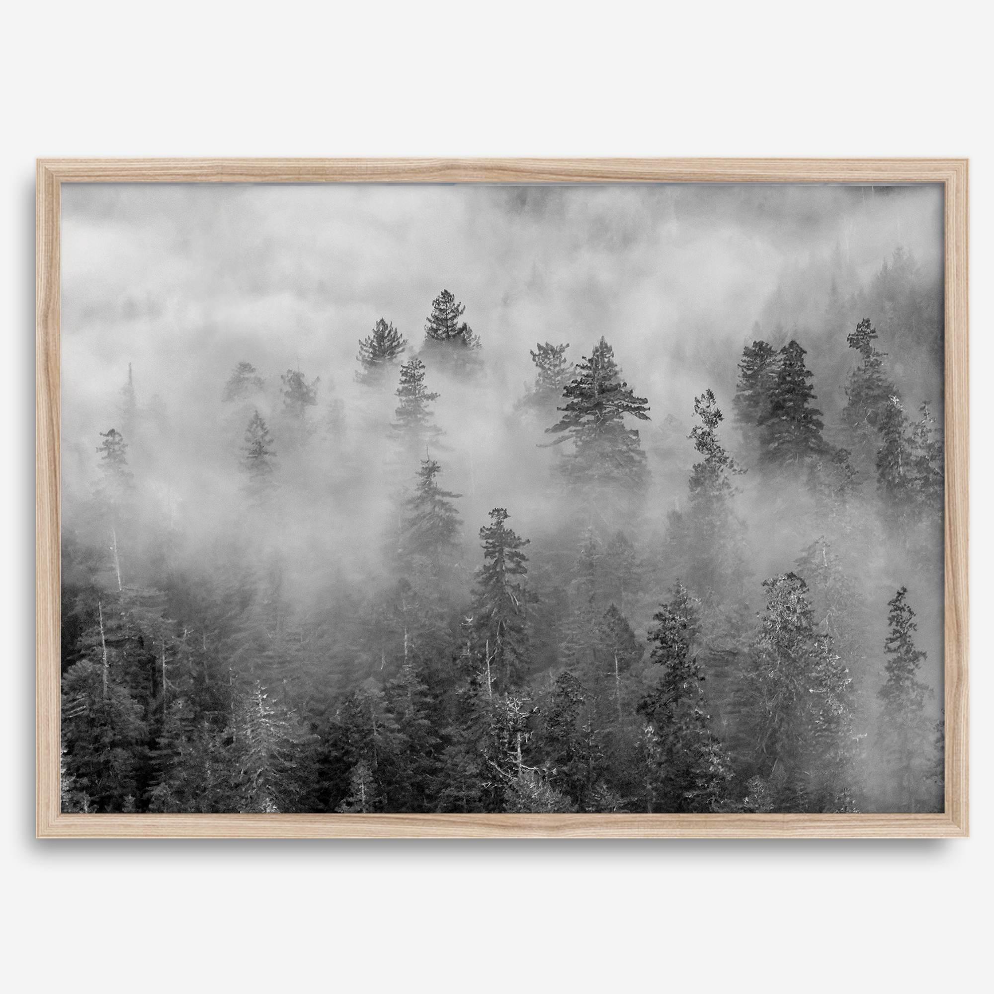 Monochrome foggy forest scene with tall pine trees fading into mist.