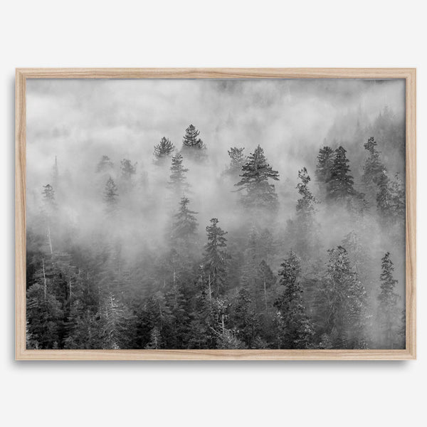Monochrome foggy forest scene with tall pine trees fading into mist.