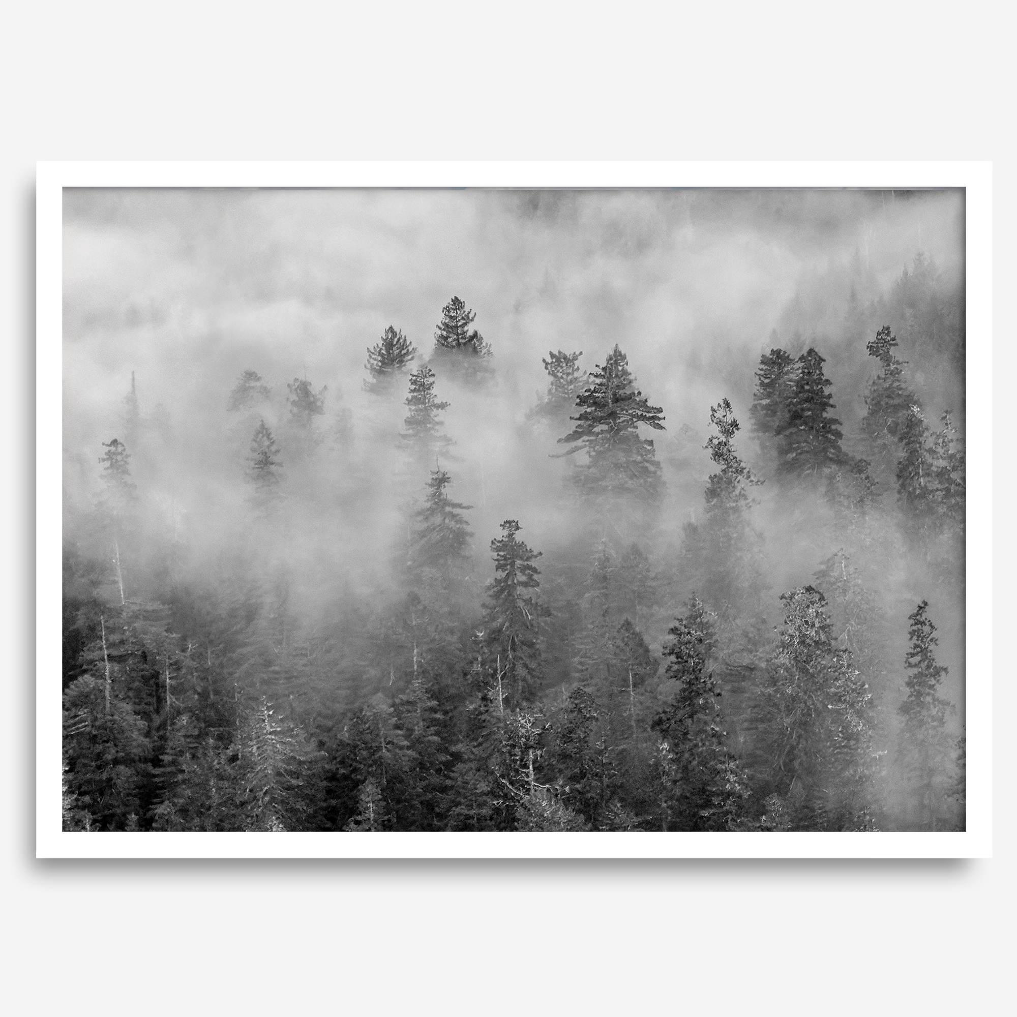 Monochrome foggy forest scene with tall pine trees fading into mist.