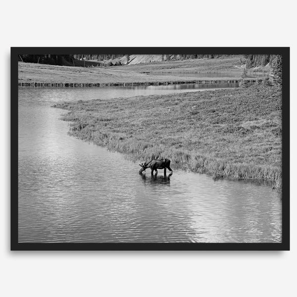 Capture the spirit of Rocky Mountain National Park with this black and white fine art Moose photo print. A majestic Moose stands drinking from the valley river. A timeless nature wall art that transports you to the calming beauty of Colorado.