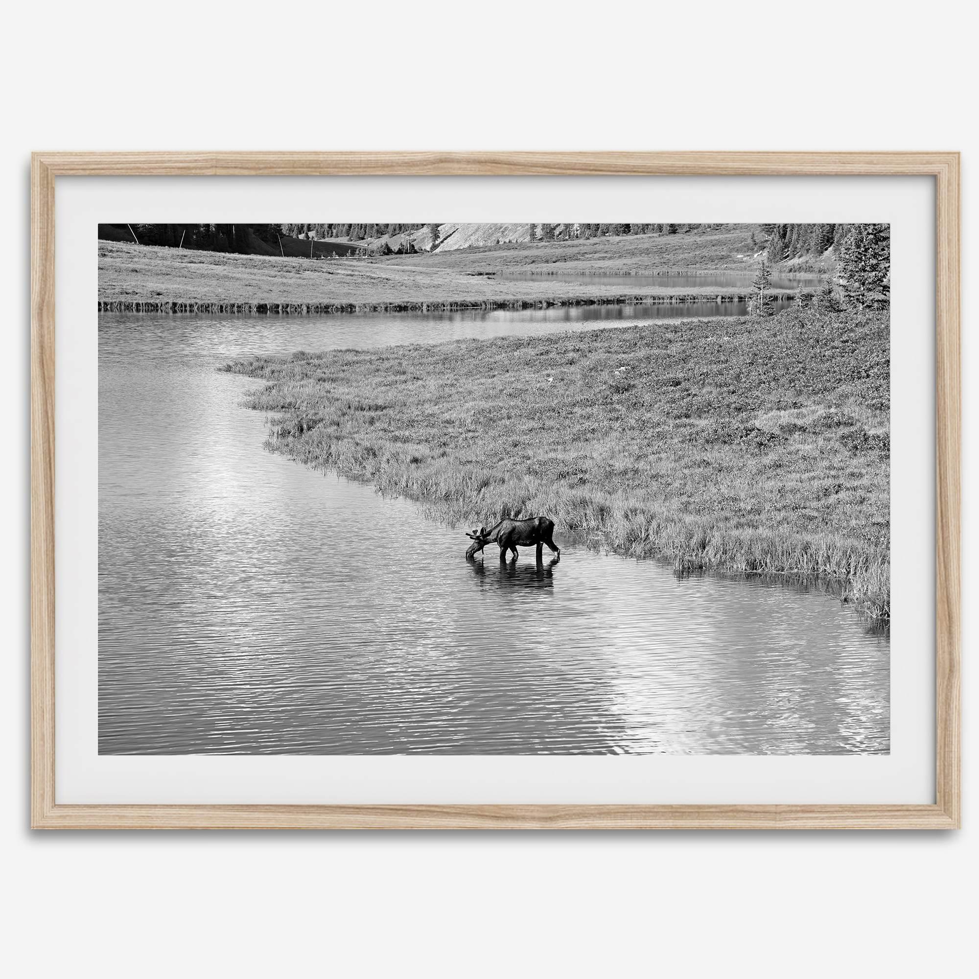 Capture the spirit of Rocky Mountain National Park with this black and white fine art Moose photo print. A majestic Moose stands drinking from the valley river. A timeless nature wall art that transports you to the calming beauty of Colorado.