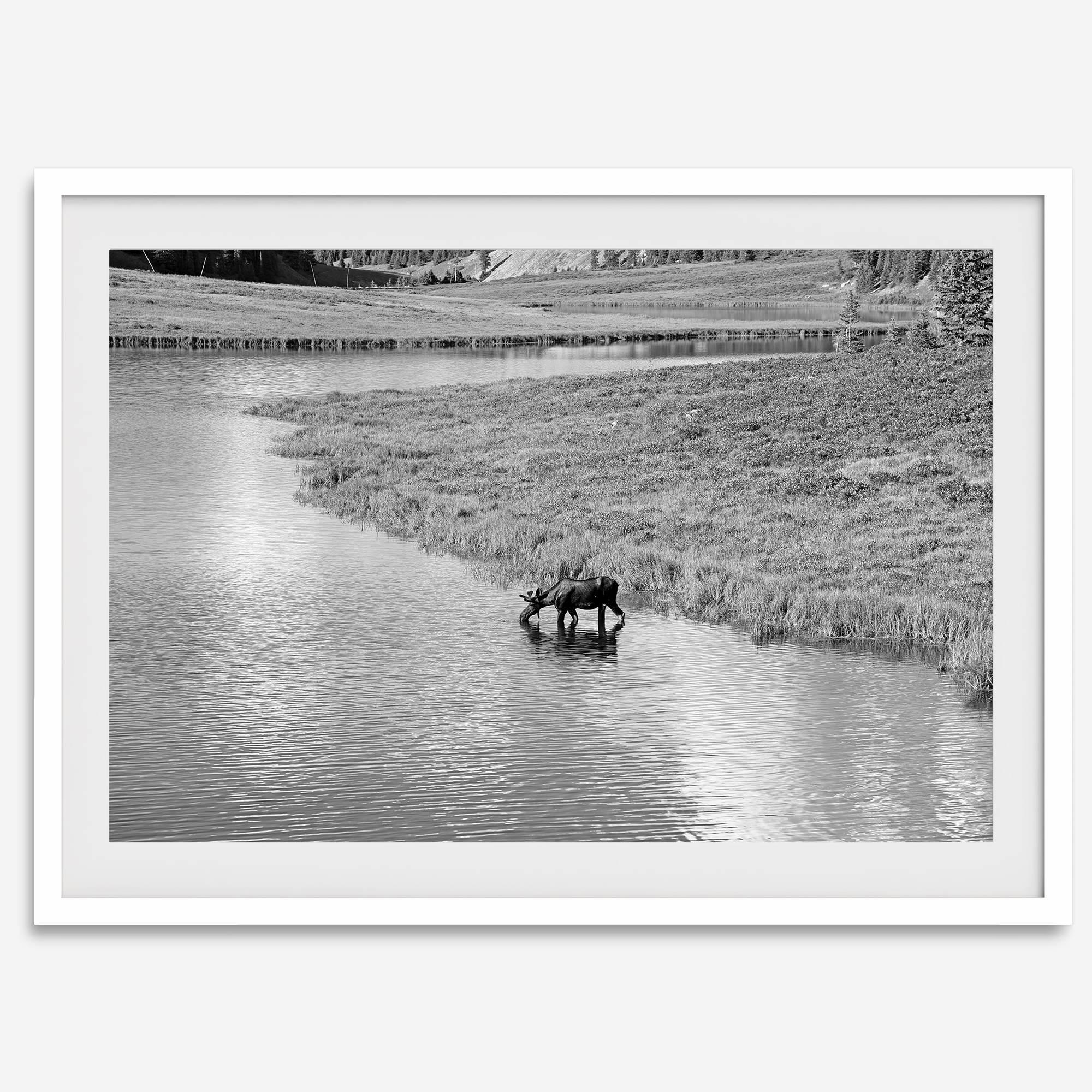Capture the spirit of Rocky Mountain National Park with this black and white fine art Moose photo print. A majestic Moose stands drinking from the valley river. A timeless nature wall art that transports you to the calming beauty of Colorado.
