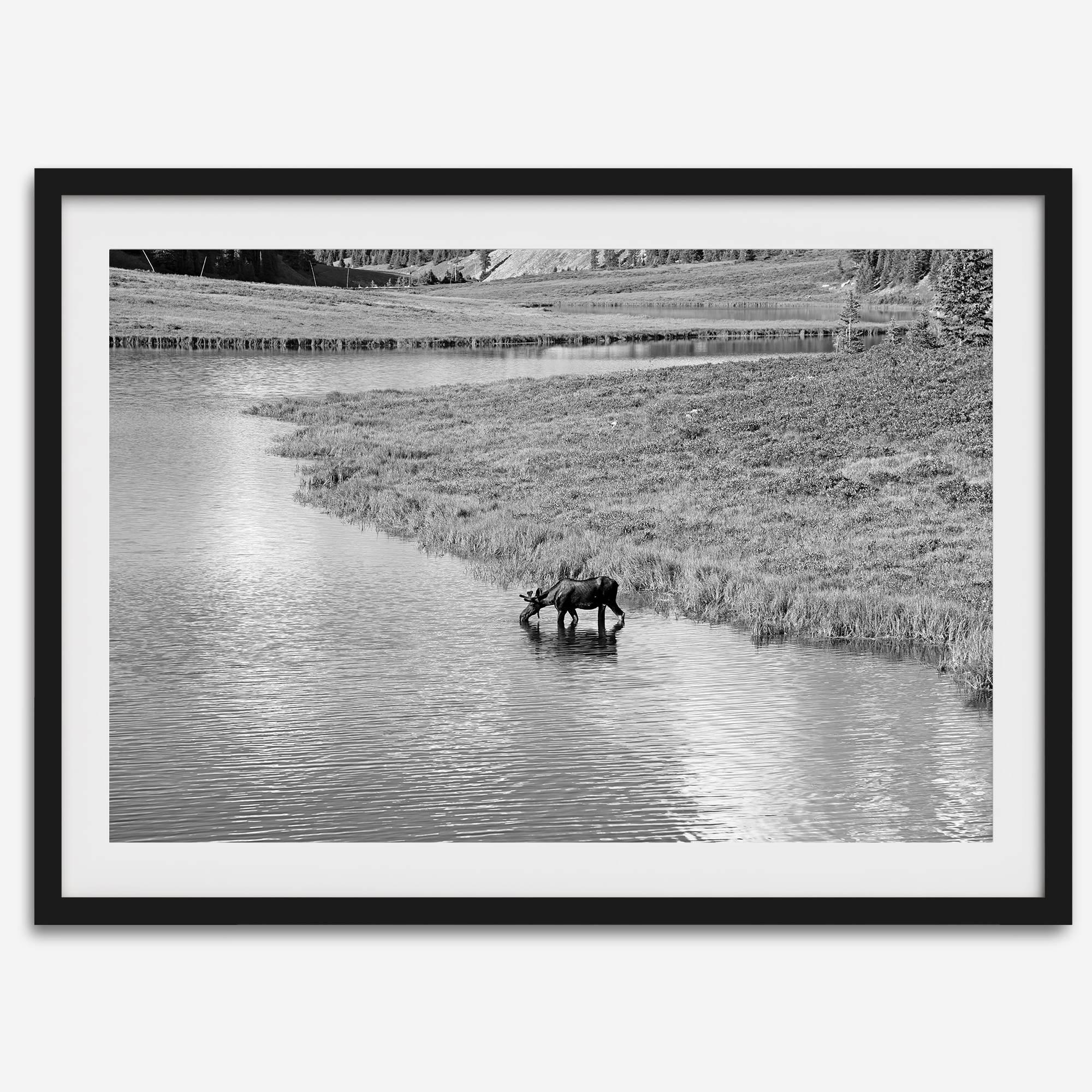 Capture the spirit of Rocky Mountain National Park with this black and white fine art Moose photo print. A majestic Moose stands drinking from the valley river. A timeless nature wall art that transports you to the calming beauty of Colorado.