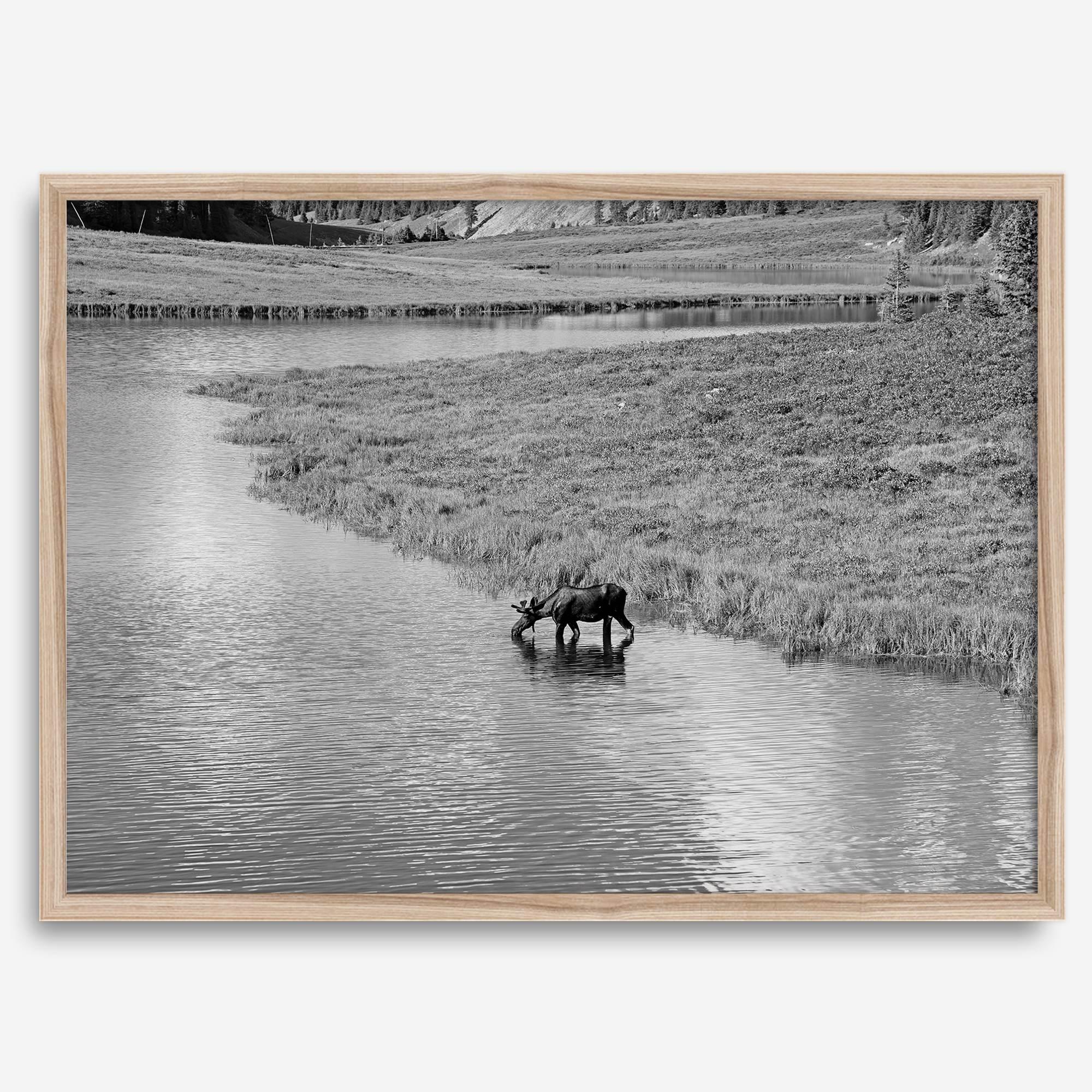 Capture the spirit of Rocky Mountain National Park with this black and white fine art Moose photo print. A majestic Moose stands drinking from the valley river. A timeless nature wall art that transports you to the calming beauty of Colorado.