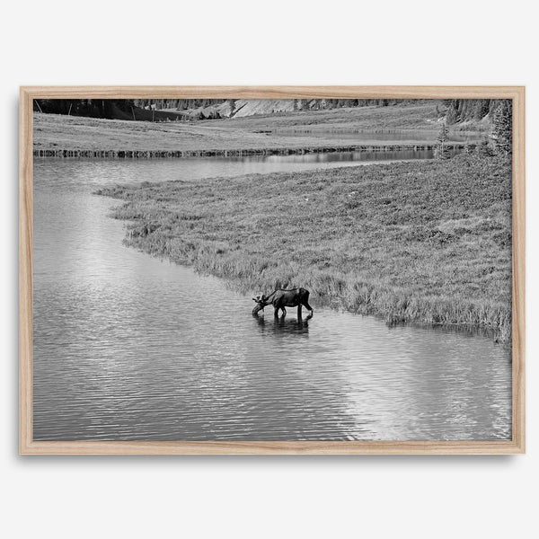 Capture the spirit of Rocky Mountain National Park with this black and white fine art Moose photo print. A majestic Moose stands drinking from the valley river. A timeless nature wall art that transports you to the calming beauty of Colorado.