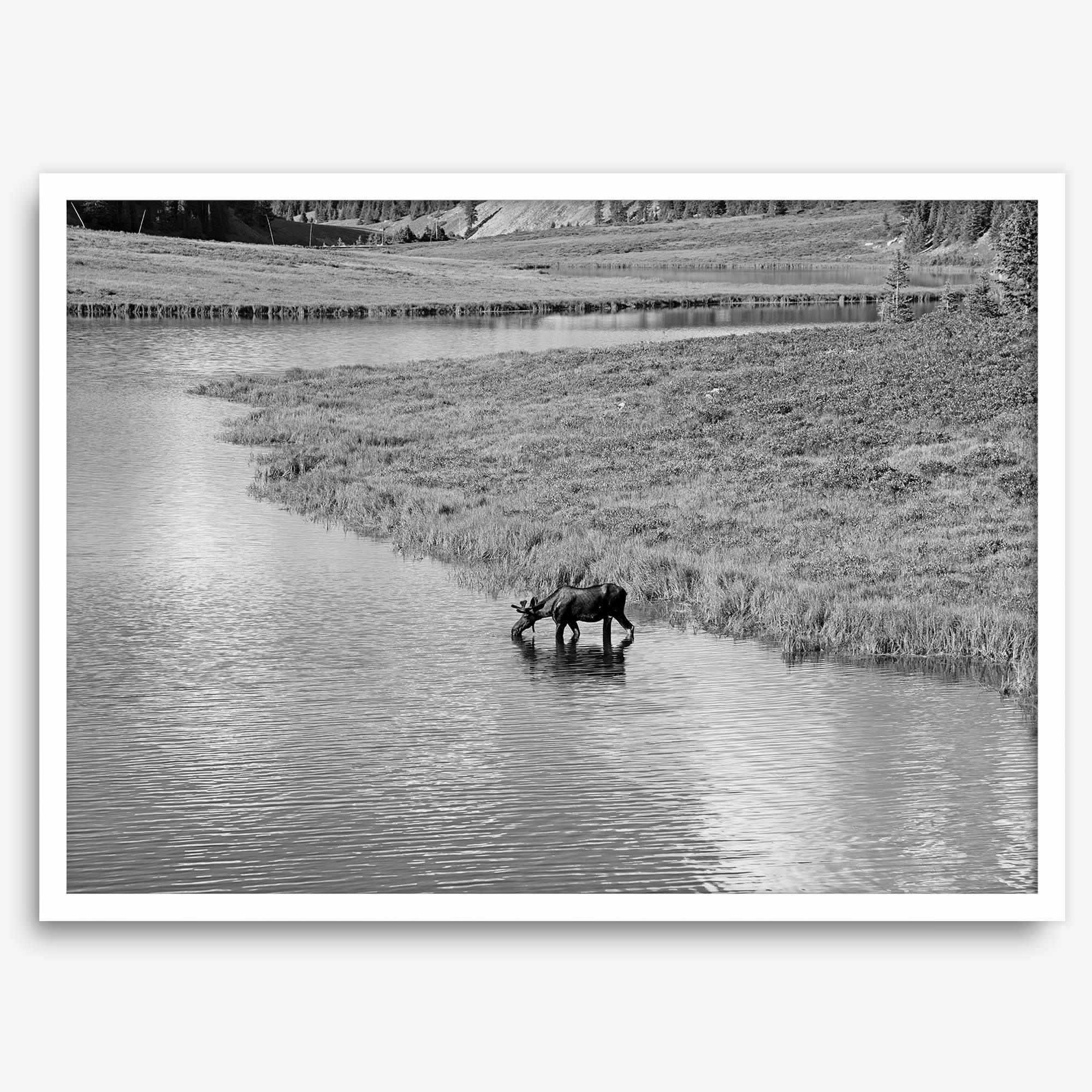 Capture the spirit of Rocky Mountain National Park with this black and white fine art Moose photo print. A majestic Moose stands drinking from the valley river. A timeless nature wall art that transports you to the calming beauty of Colorado.