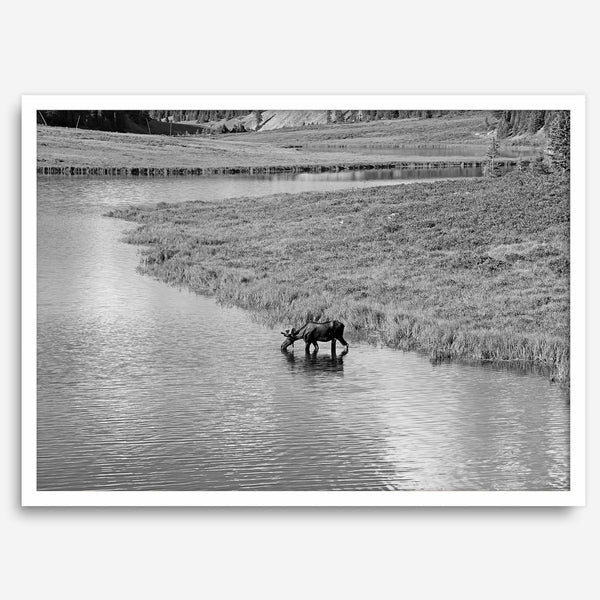 Capture the spirit of Rocky Mountain National Park with this black and white fine art Moose photo print. A majestic Moose stands drinking from the valley river. A timeless nature wall art that transports you to the calming beauty of Colorado.