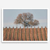 Fine art photo of a lone tree and vineyard rows in Napa Valley, California – titled Wine Country.