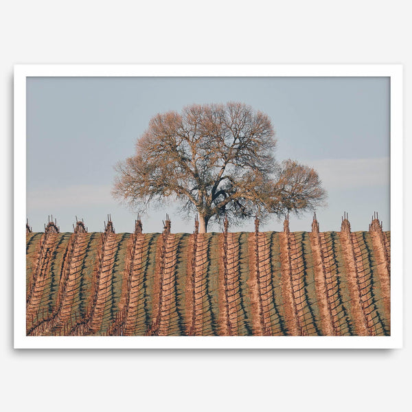 Fine art photo of a lone tree and vineyard rows in Napa Valley, California – titled Wine Country.