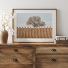 Fine art photo of a lone tree and vineyard rows in Napa Valley, California – titled Wine Country.