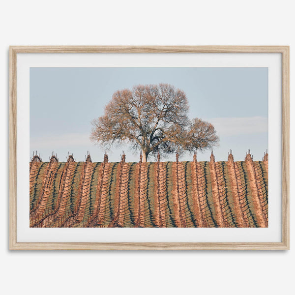 Fine art photo of a lone tree and vineyard rows in Napa Valley, California – titled Wine Country.