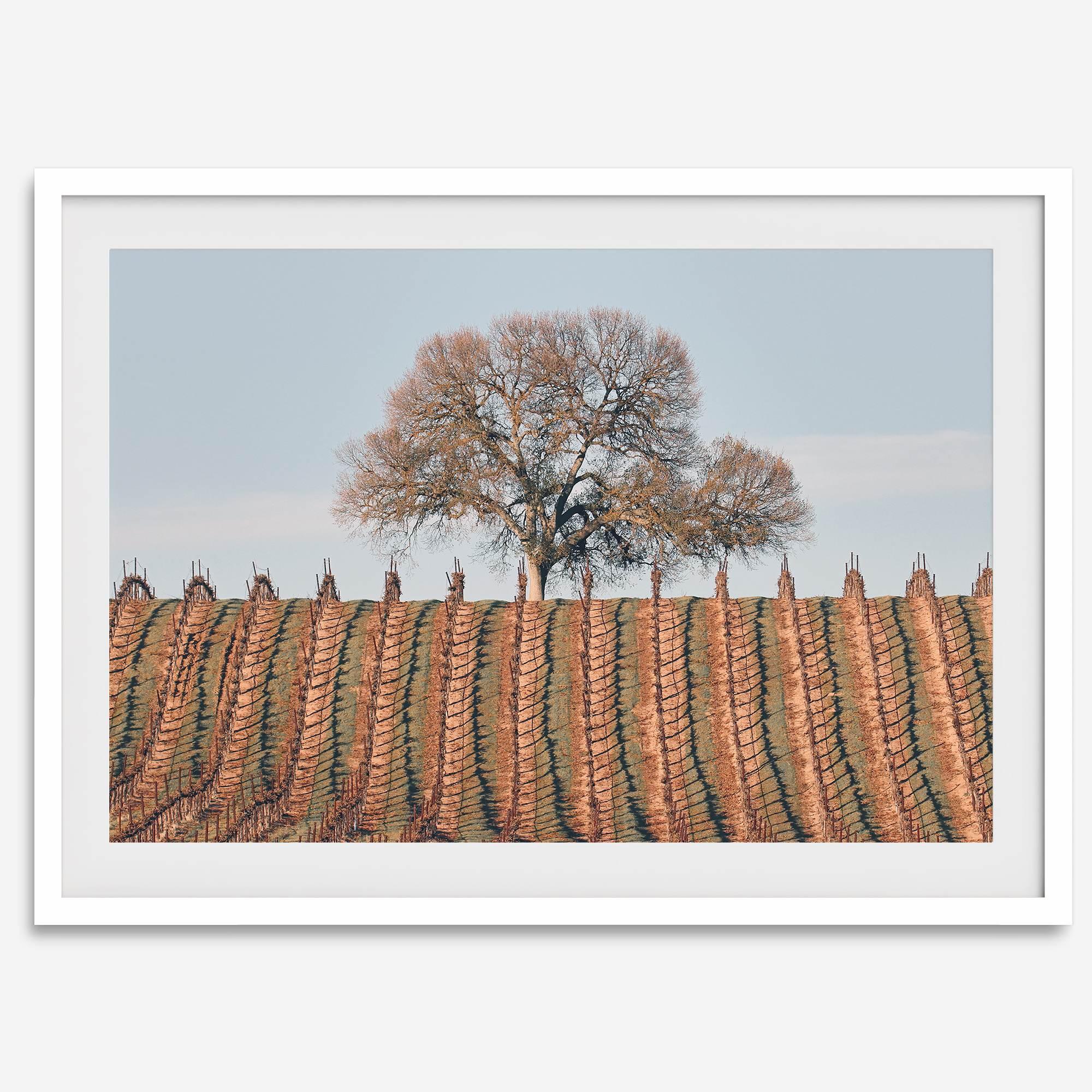 Fine art photo of a lone tree and vineyard rows in Napa Valley, California – titled Wine Country.