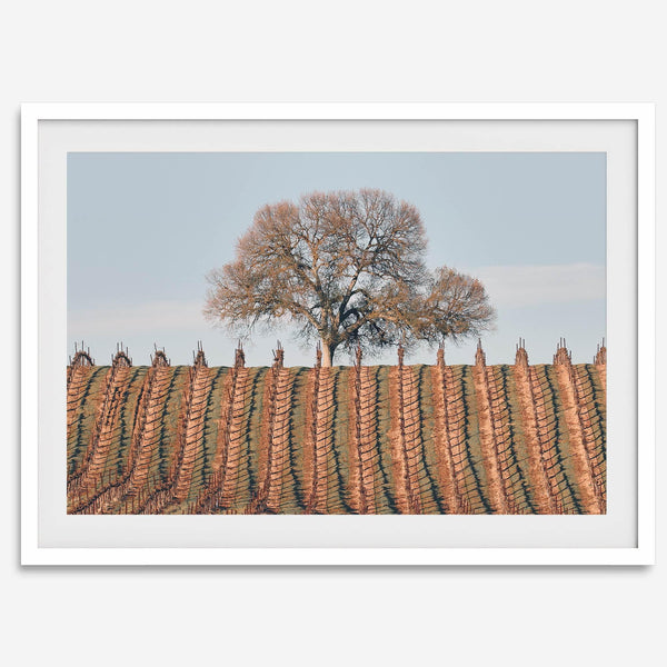 Fine art photo of a lone tree and vineyard rows in Napa Valley, California – titled Wine Country.