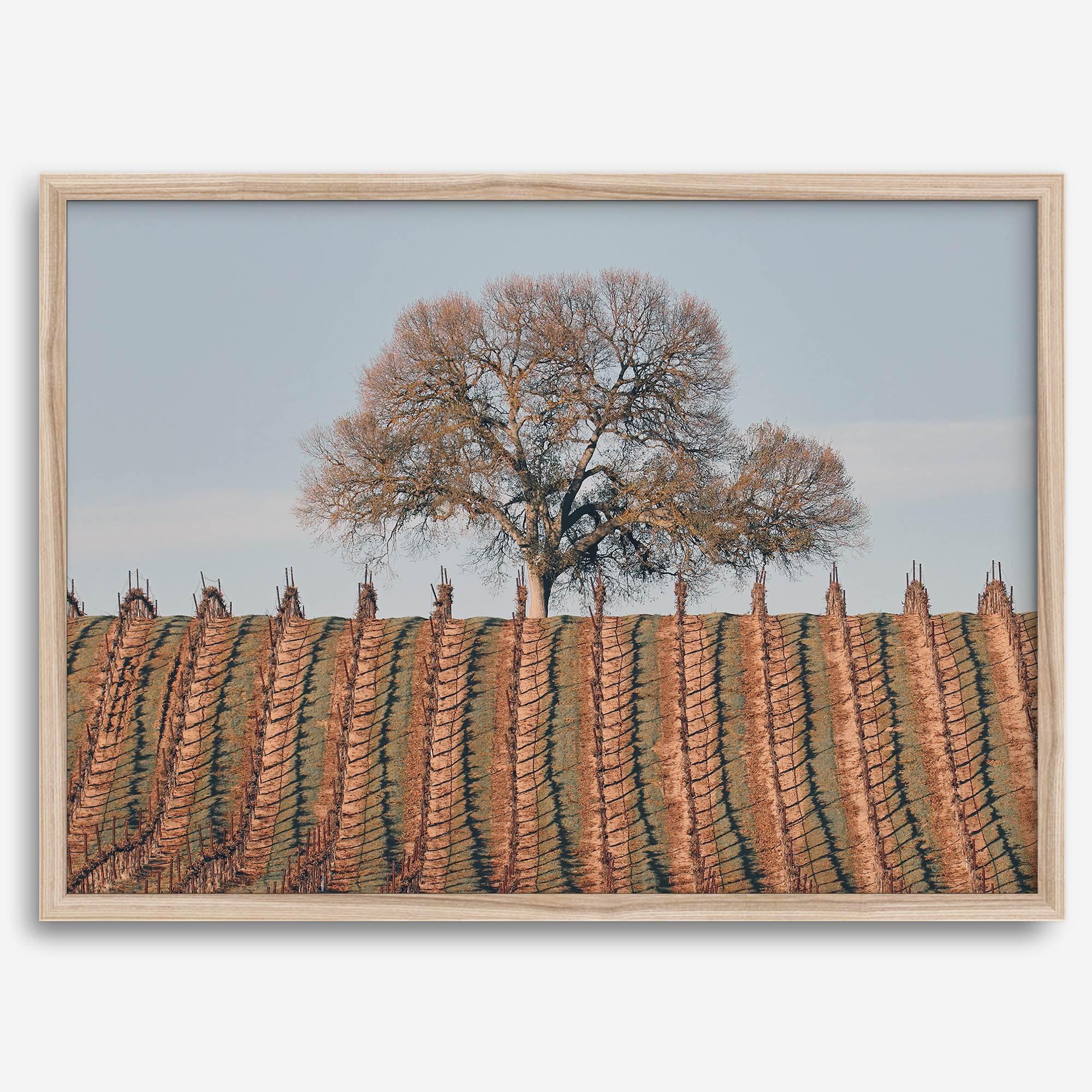 Fine art photo of a lone tree and vineyard rows in Napa Valley, California – titled Wine Country.